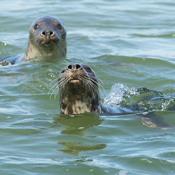 Seals at Natureland Seals at Natureland