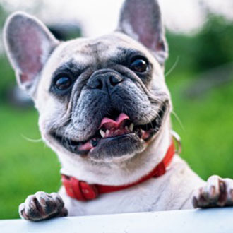 How to prepare for the first camping trip with your dog Dog happy on camping trip