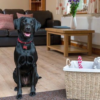 Dog in pet-friendly cottage Dog in pet-friendly cottage