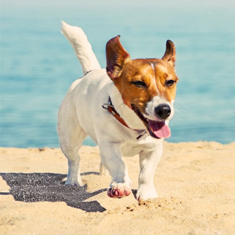 A dog on holiday A dog on holiday