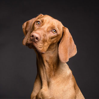 The Most Dog Friendly Hotel In The UK The Most Dog Friendly Hotel In The UK