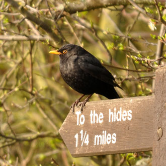 eco-friendly stays in the UK - elmley nature reserve eco-friendly stays in the UK - elmley nature reserve