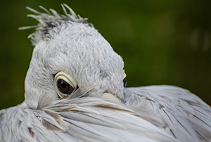 New arrivals flock to Birdland New arrivals flock to Birdland
