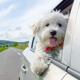 Travelling with dogs – a car with a white dog leaning out of the window Travelling with dogs – a car with a white dog leaning out of the window